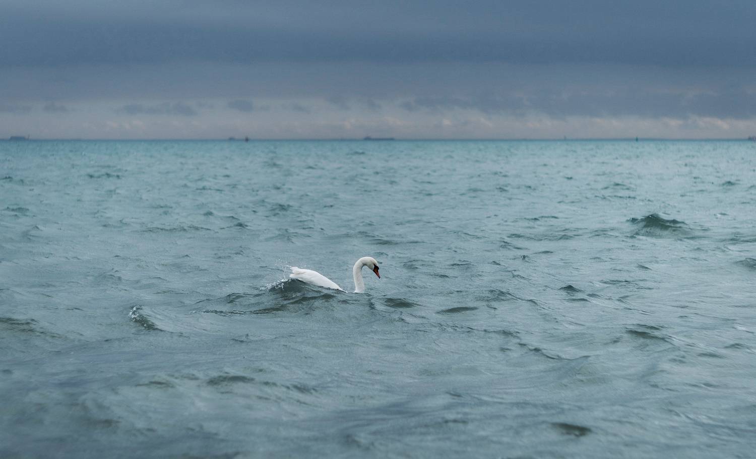 зима, пейзаж, черное море, волны, птицы, лебеди, атмосферное, советский объектив, мануальная оптика, гелиос - 40, helios 40-2, природа крыма, красота россии, Щербак Анатолий