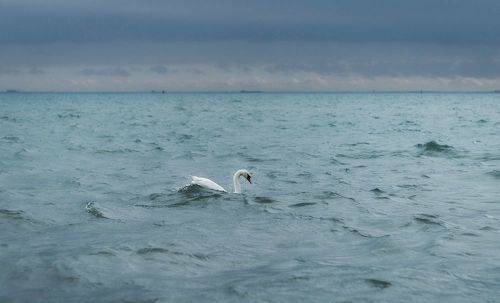 Герой декабрьского моря.