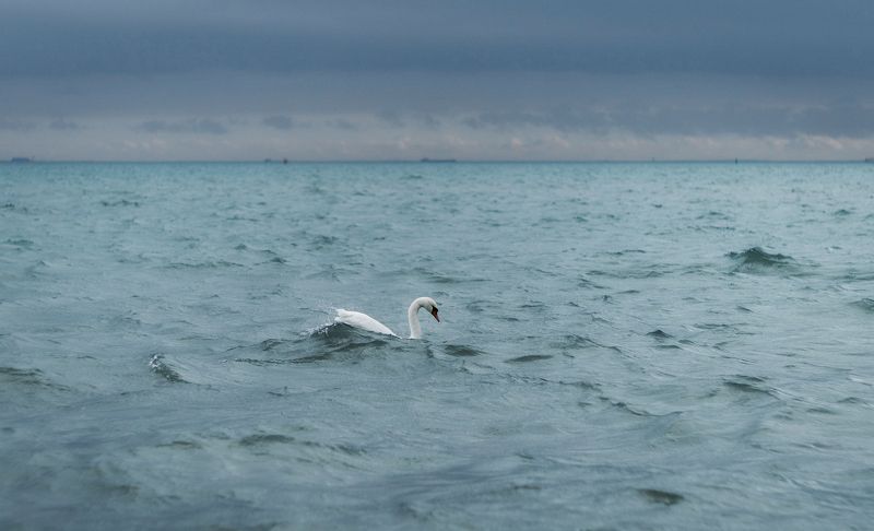 Герой декабрьского моря. фото превью