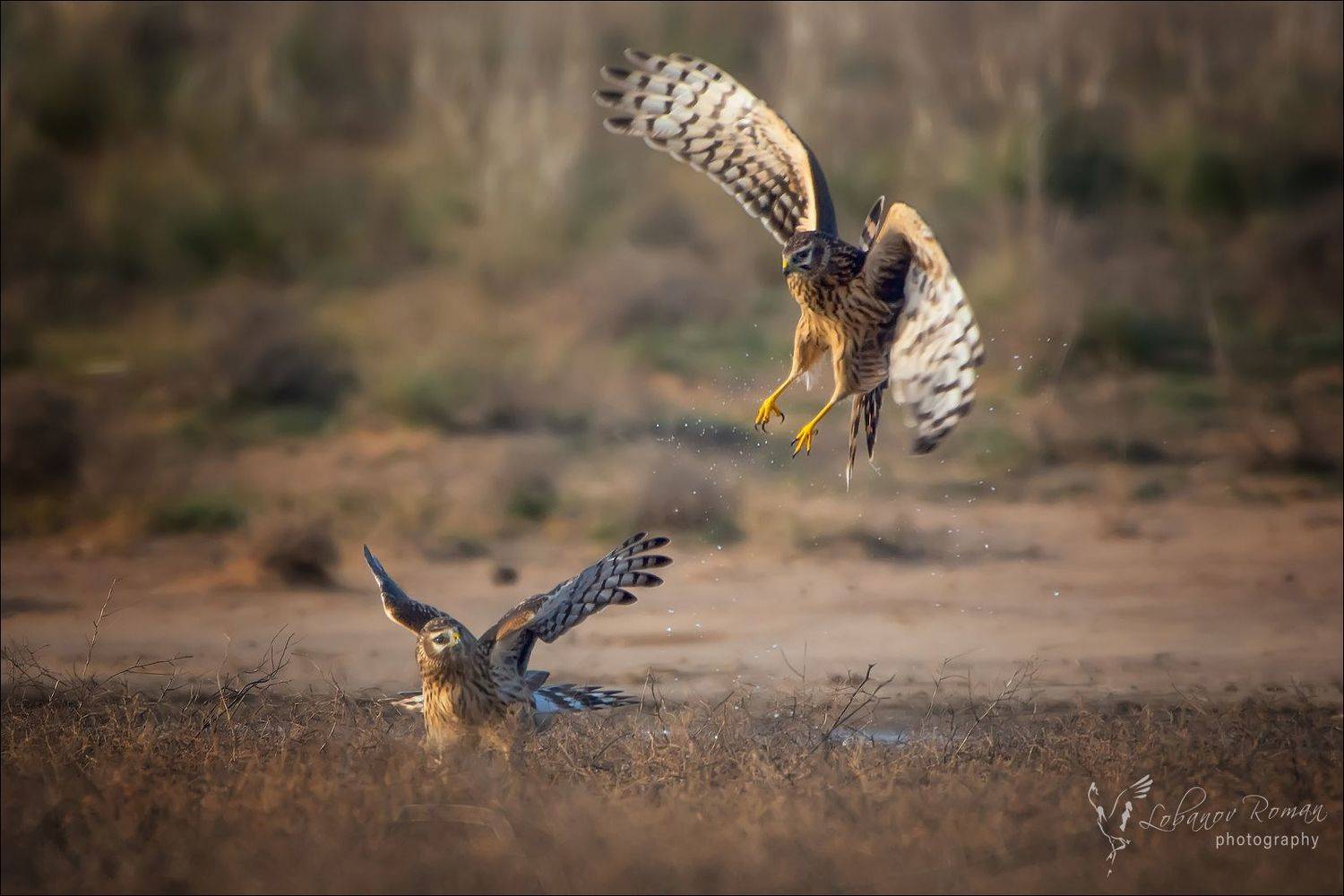 , Лобанов Роман