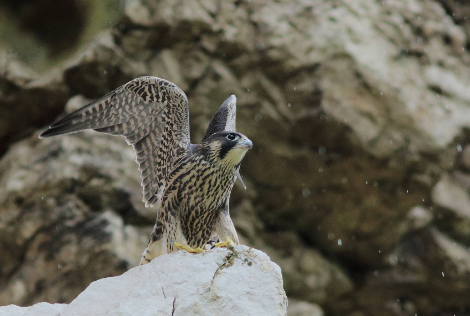 природа, животные, птицы, сапсан, анималистика, фотоохота, самарская область, Владимир Шебаршенко