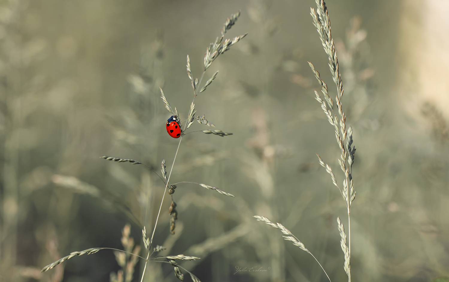 божья коровка, Ершова Юлия