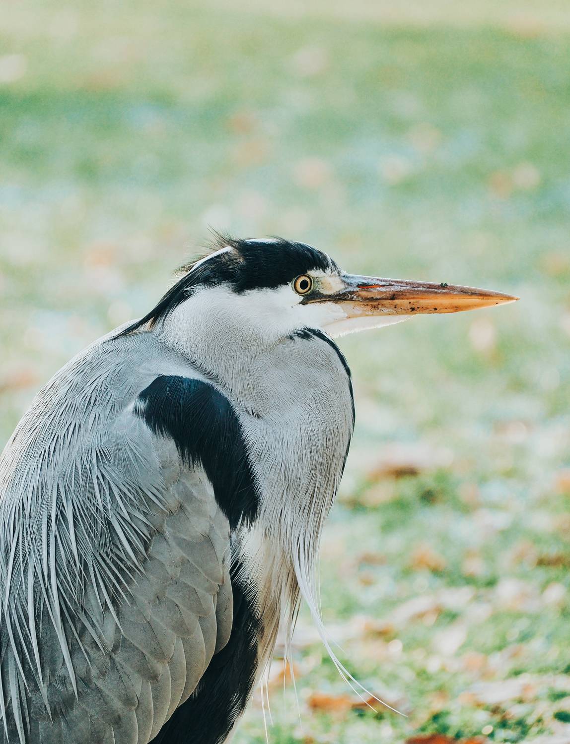 цапля, птица, портрет, серый, клюв, bird, beek, grey, heron, portrait, Протченко Ирина
