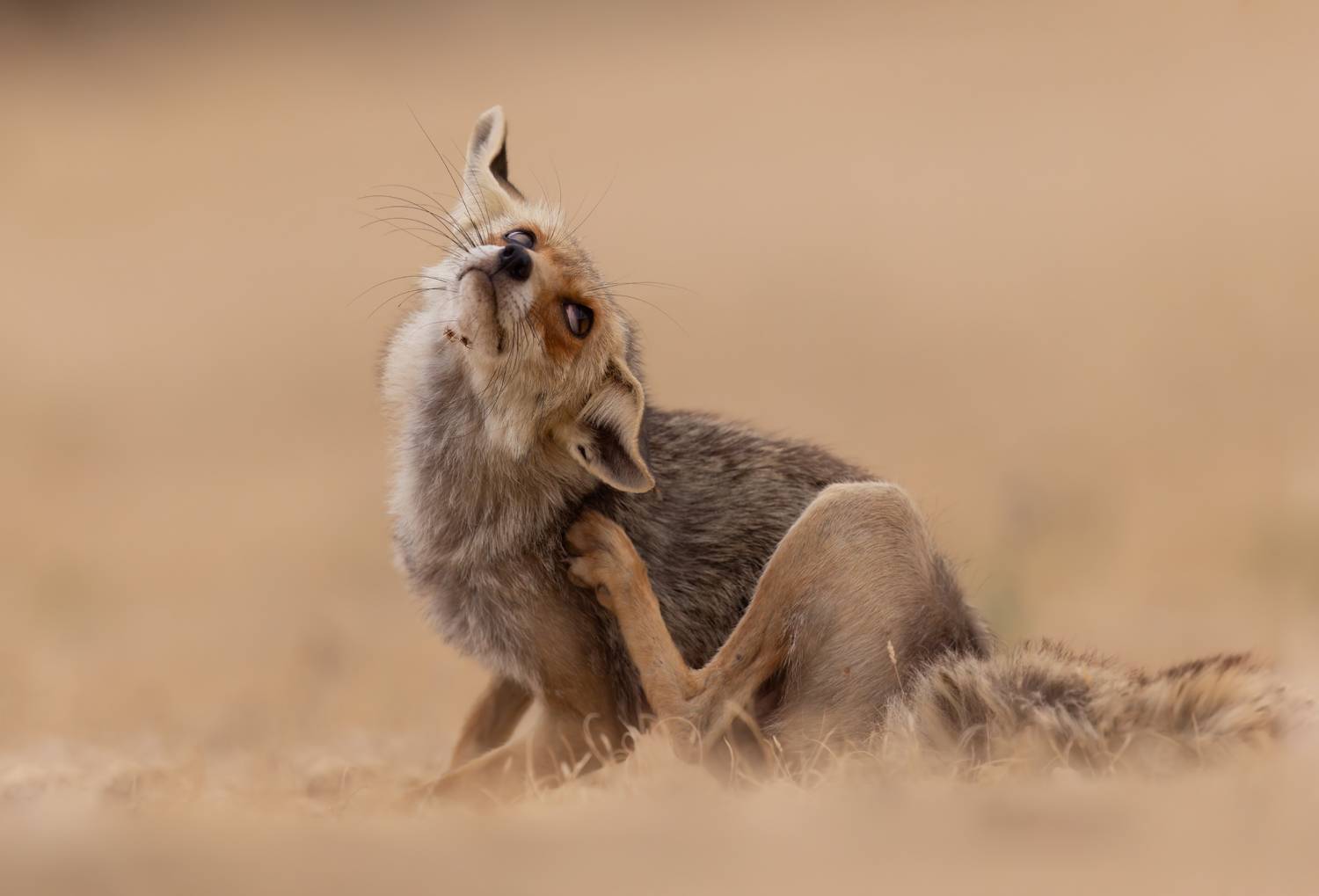 , Фруман Евгений