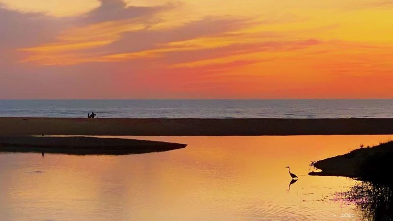 sunset Heron in the sunset фото превью