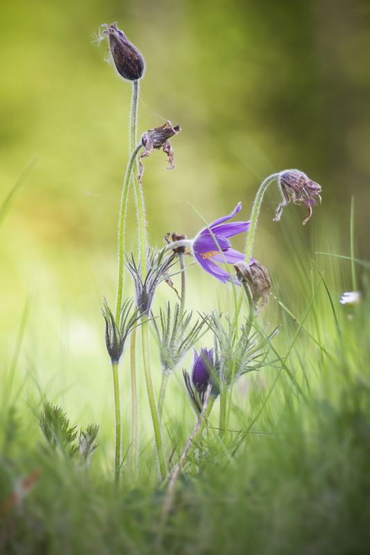 bokeh, flora, natural, macro, macrophotography, pulsatilla, sasanka, flower, lensM42, beroflex, EOS7D, plant Pulsatilla фото превью