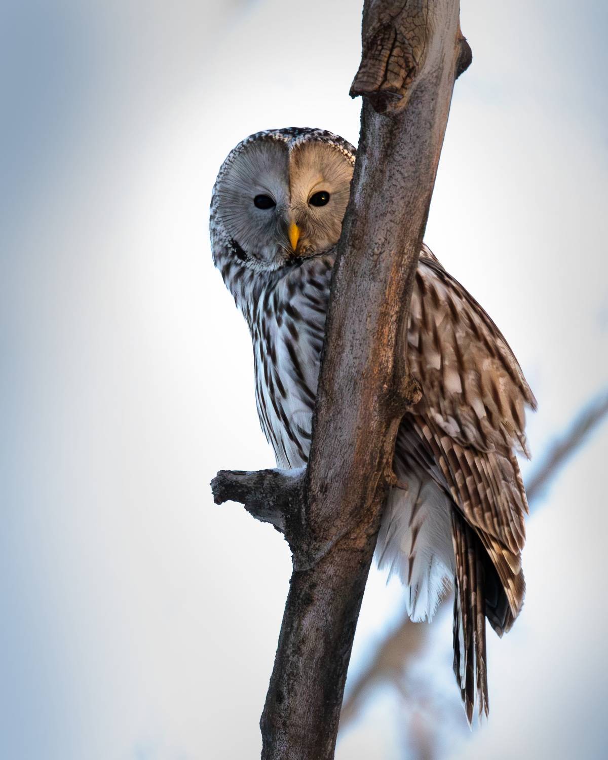 неясыть сова птицы природа, Гильманов Артур