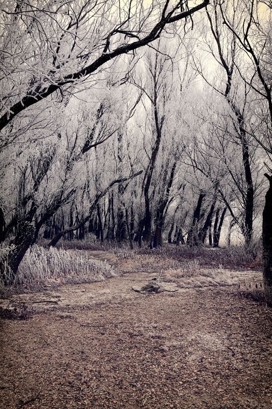 Frozen forest фото превью