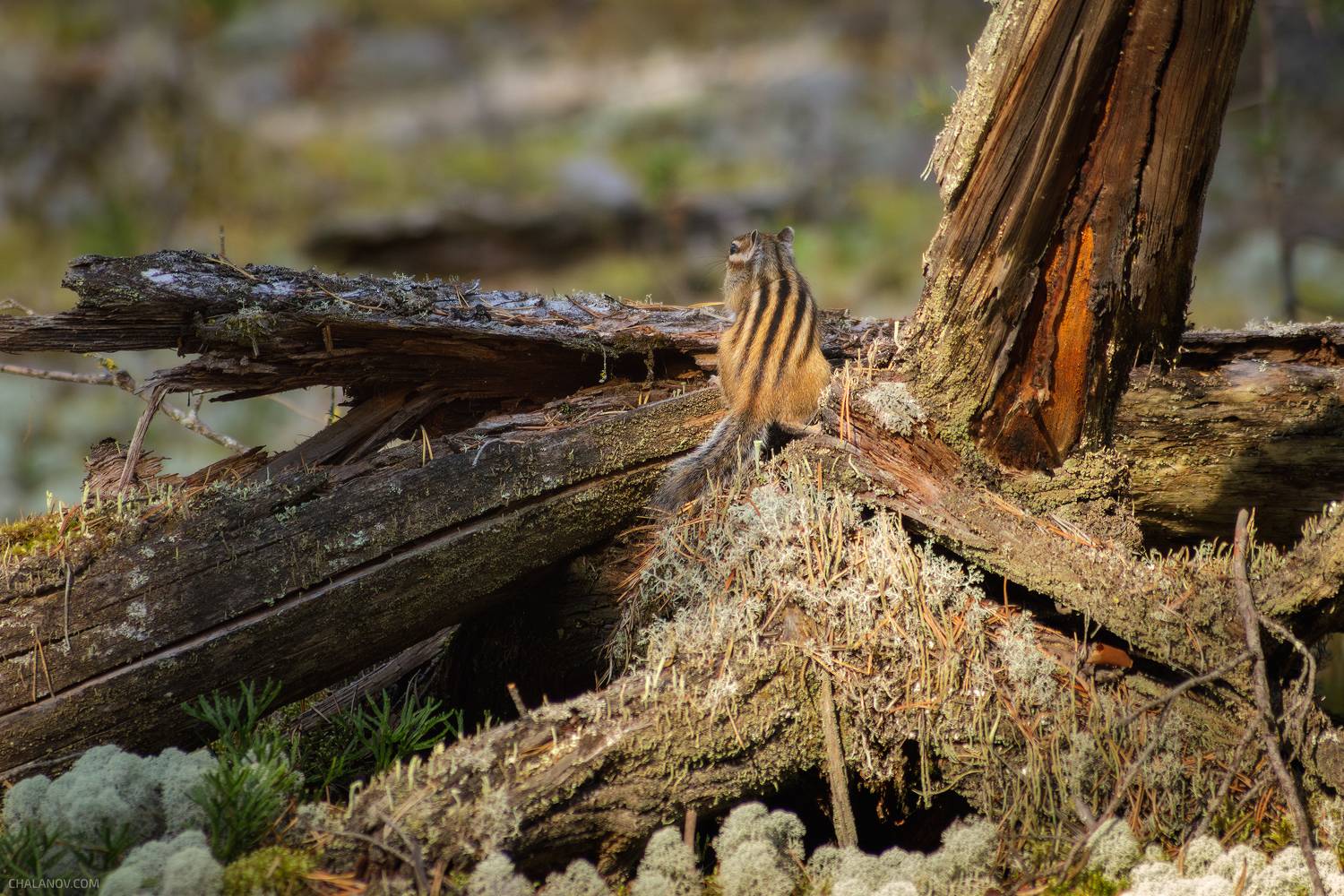 бурундук, животные, осень, лес, природа, nature, animal, autumn, fall, forest, chipmunk, wildlife, Чаланов Иван