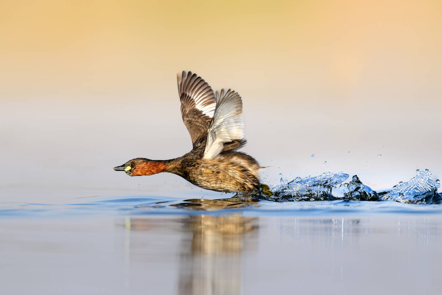 птица, фотоохота, поганка, природа, фауна, Vladimir Kulikov