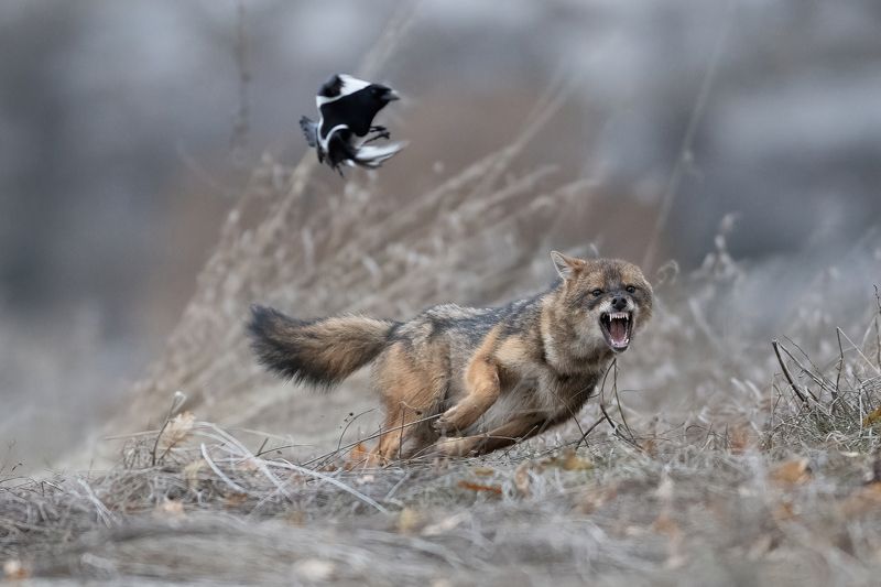 Шакал и сорока фото превью