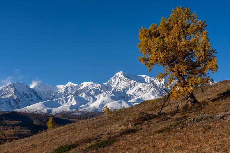 алтай, осень, горы, лиственница, altay, autumn, mountains, larch  фото превью