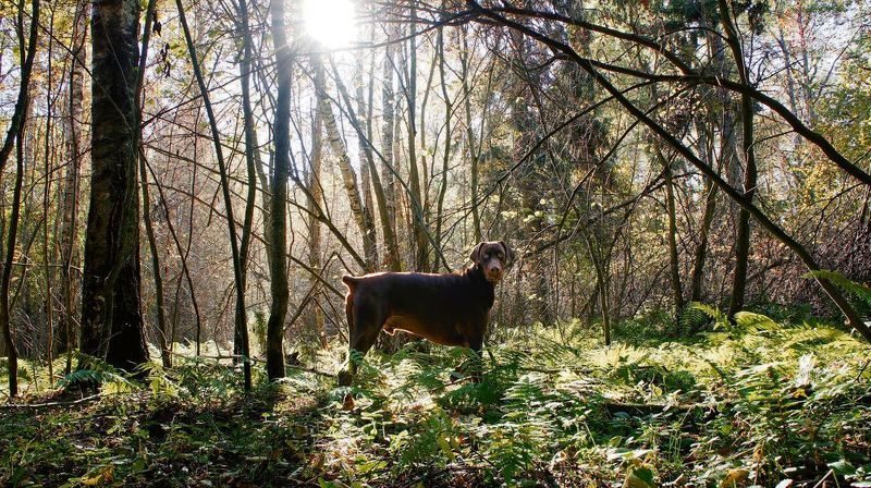 Браун.Гуляем. фото превью