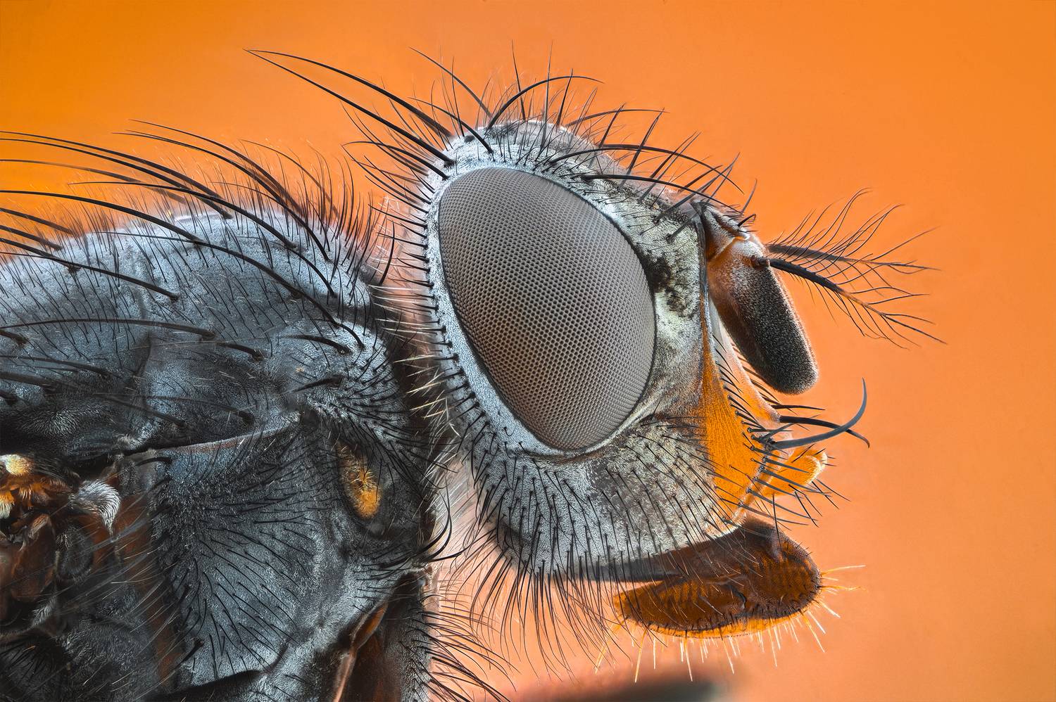 ceclii, macro, Ganev Tsvetan