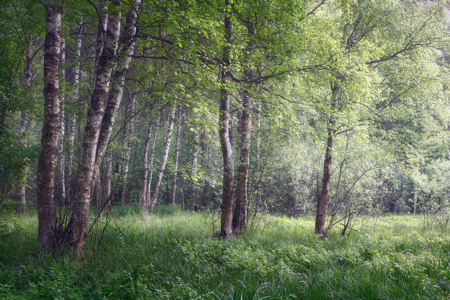 лес, березы, Валерий Вождаев