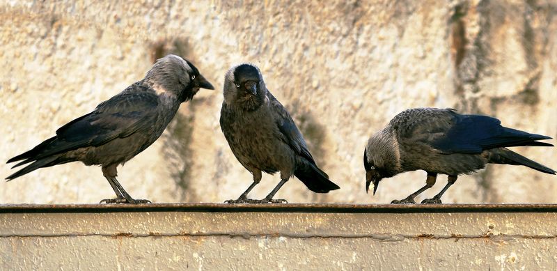 На троих. фото превью