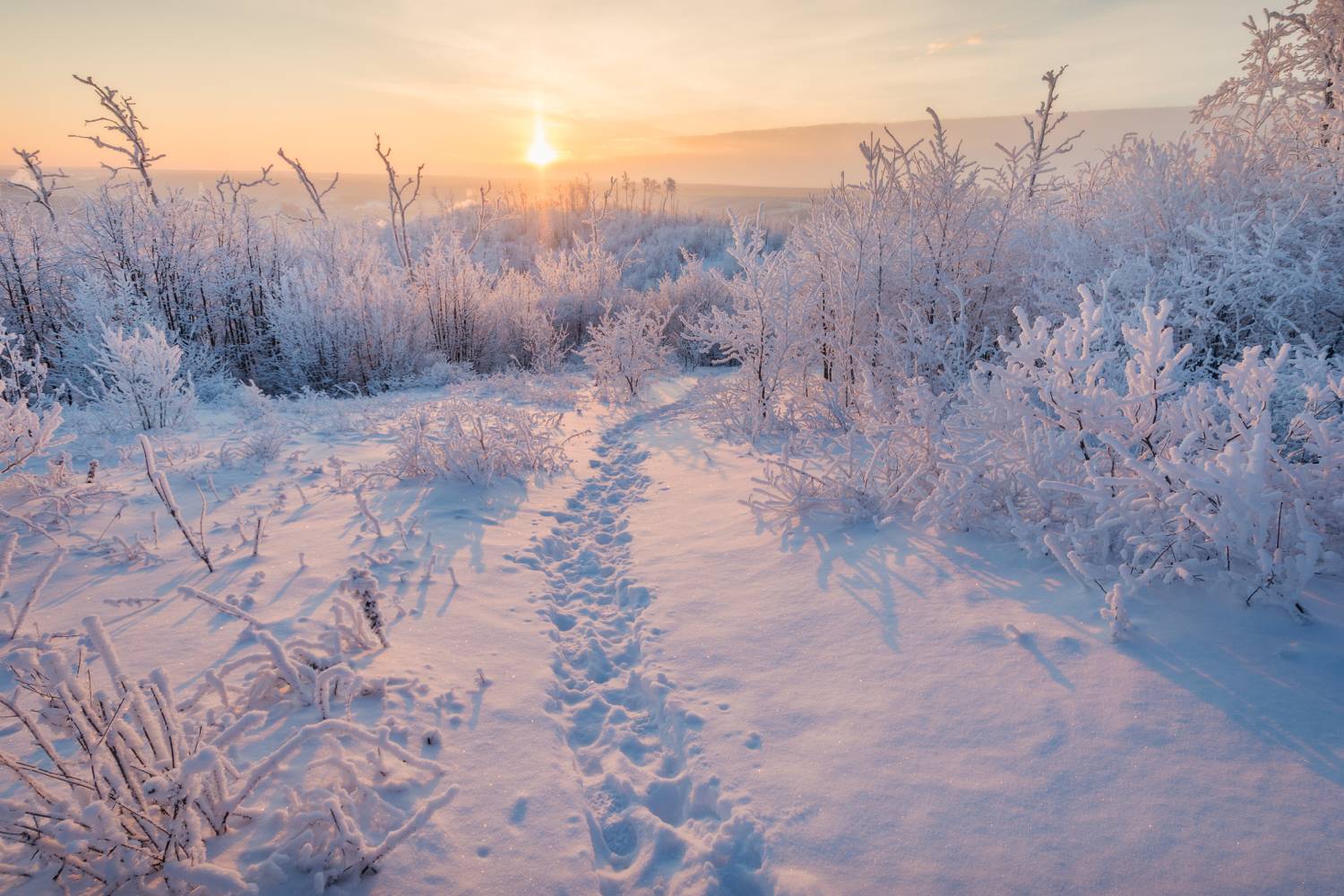 , Алексей Проняхин