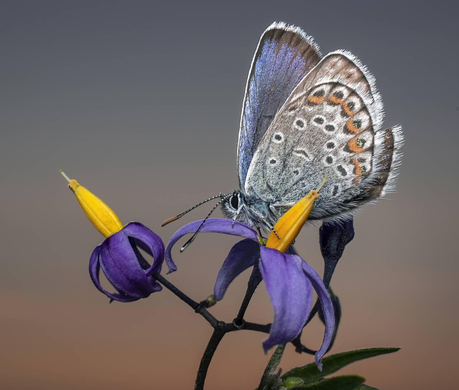 , Людмила Железнова