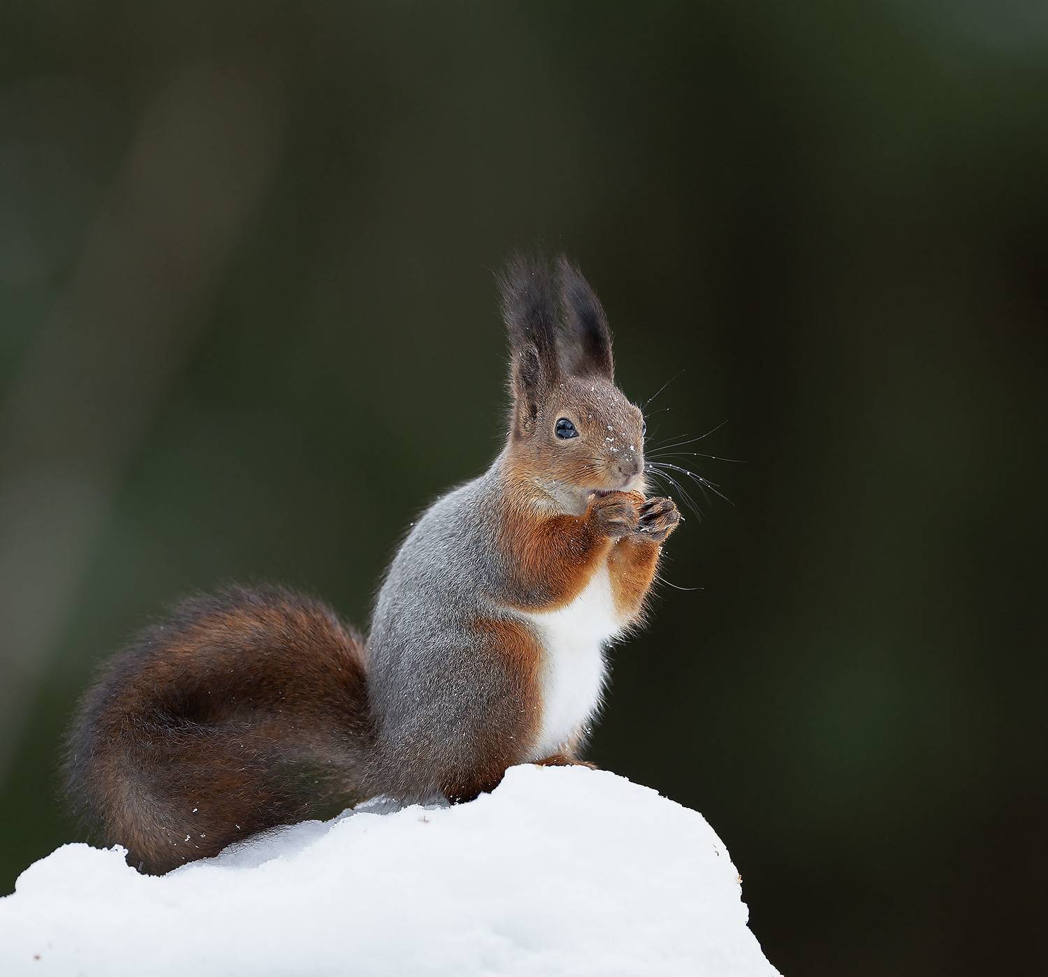 белка, лес, зима, squirrel, beautiful, winter, forest, nature, Стукалова Юлия