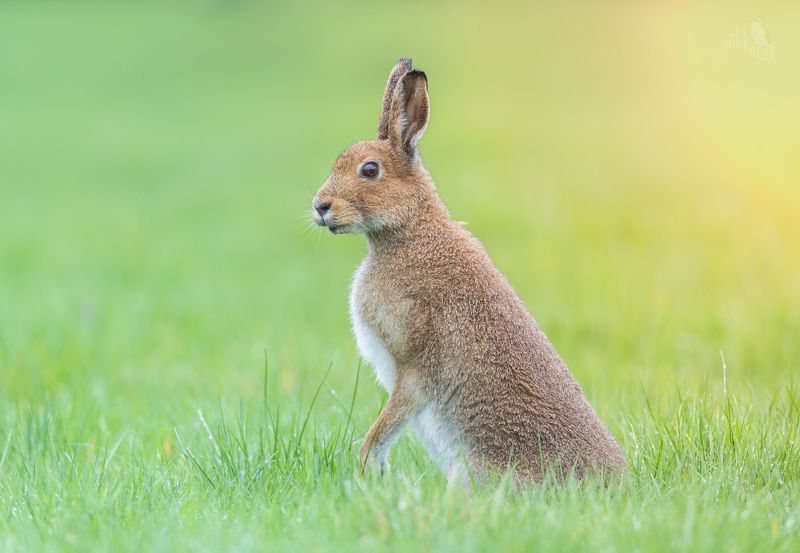 mkkaczy Irish hare фото превью