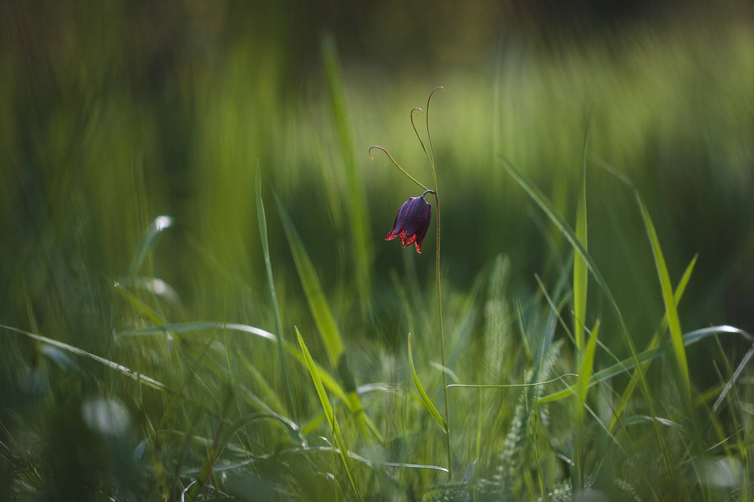рябчик русский, fritillaria, fritillaria ruthenica, первоцветы, цветы, Rimma Gerasimenko