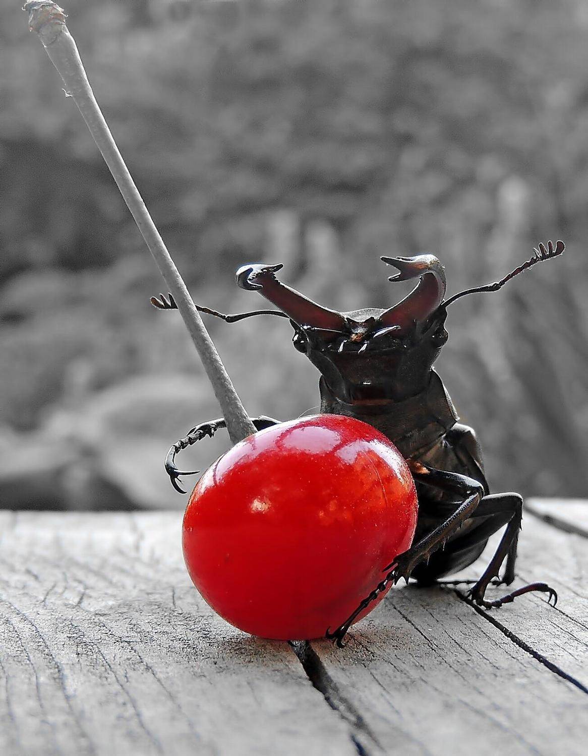 , Савоцкий Роман