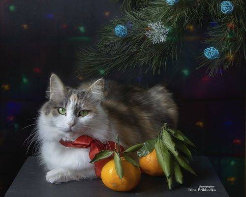 Котопортрет под ёлочкой