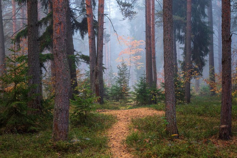 *** фото превью