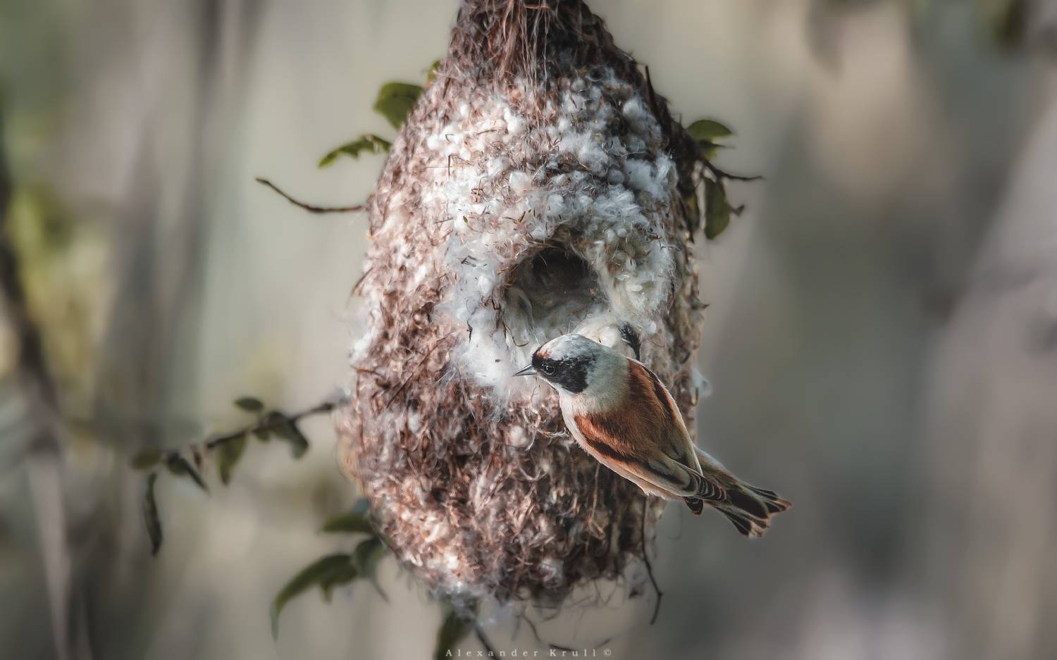 ремез, Круль Александр