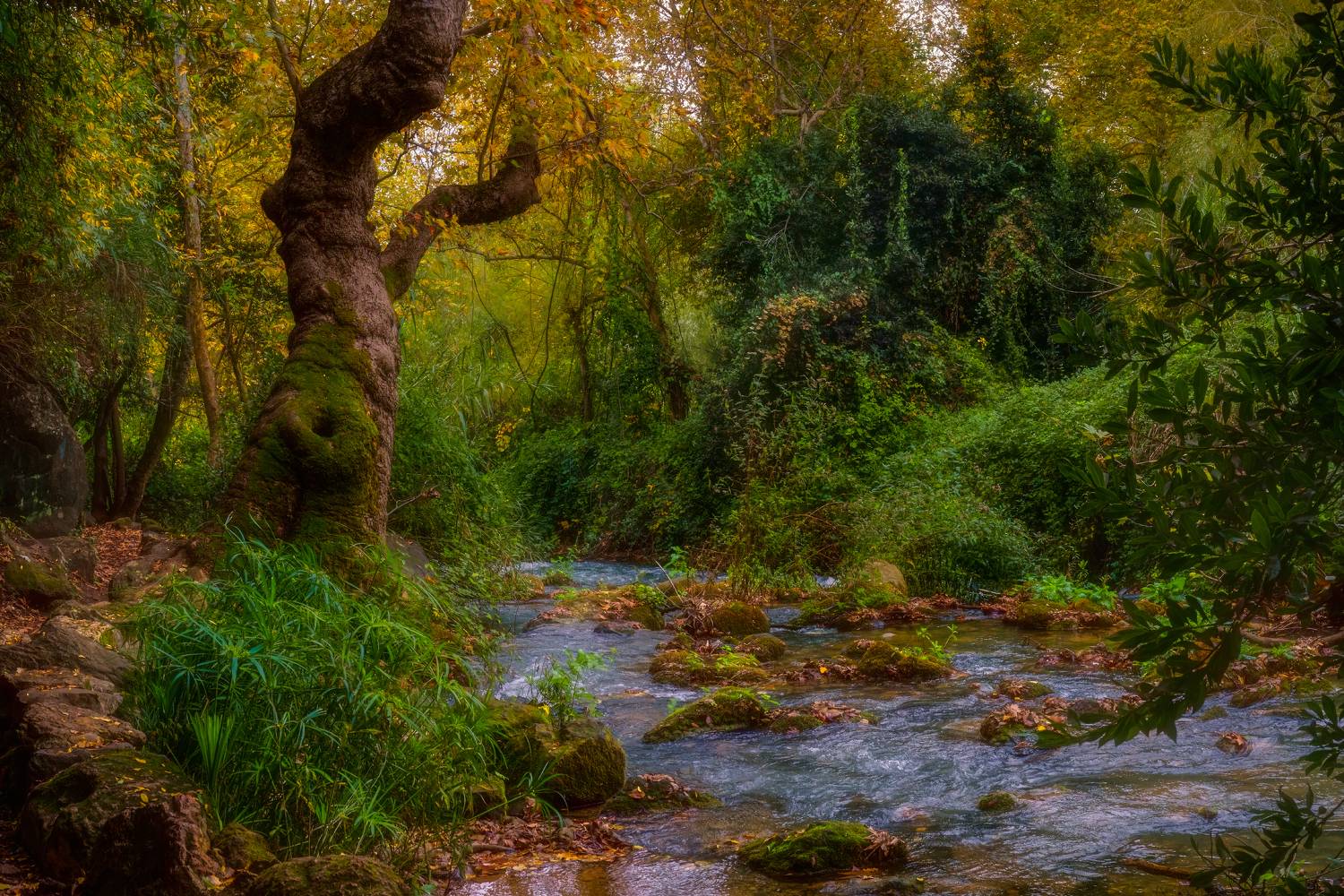 , Шварцман Евгений