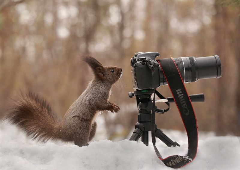нерюнгри, белка, якутия, дикие_животные, евгениялевина, бурундукиибелкилевиной, женялевина, гаичка, Фотосессия фото превью