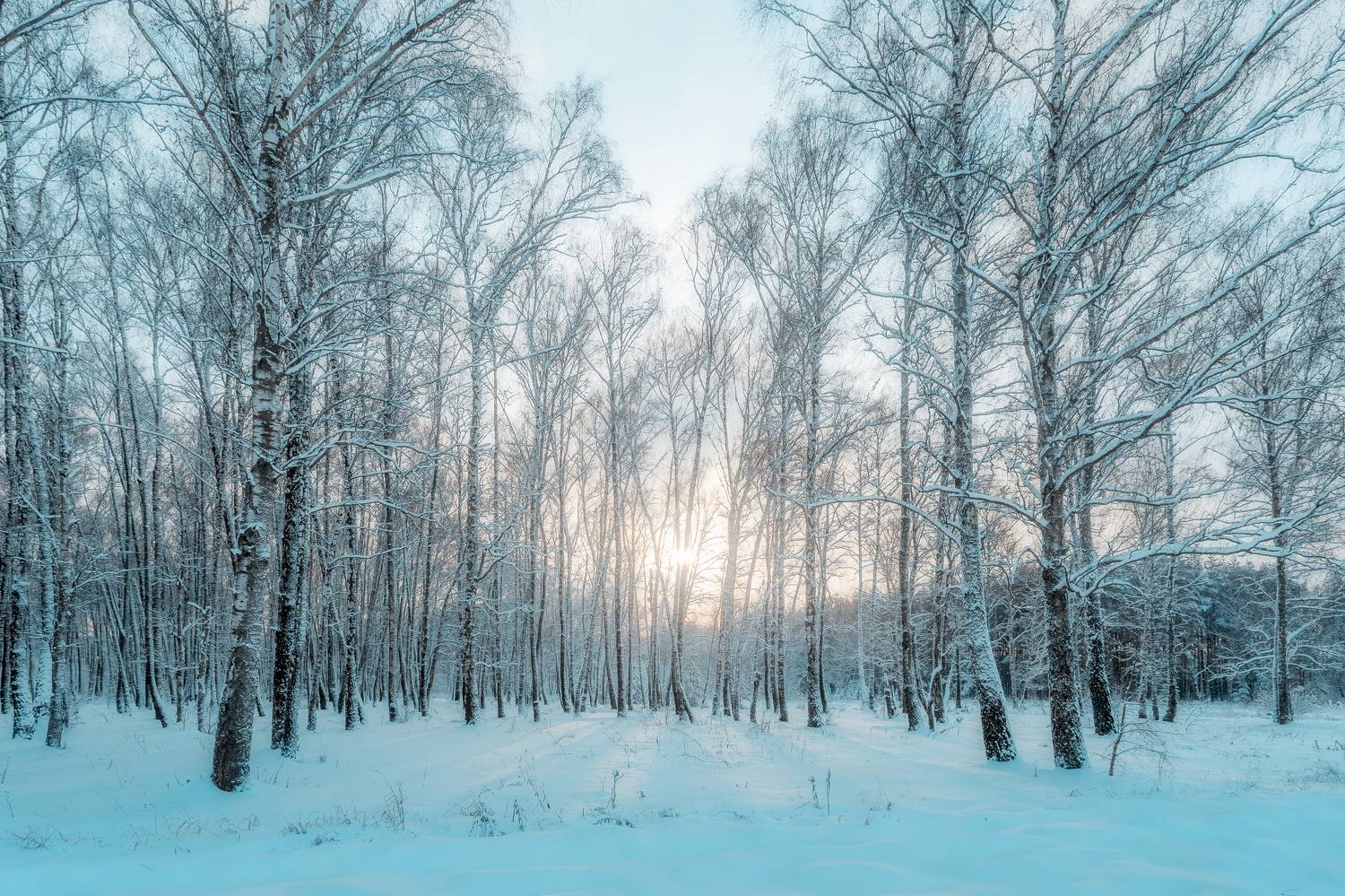 природа, зима, зимний лес, пейзаж, Московская область, Мартыненко Дмитрий