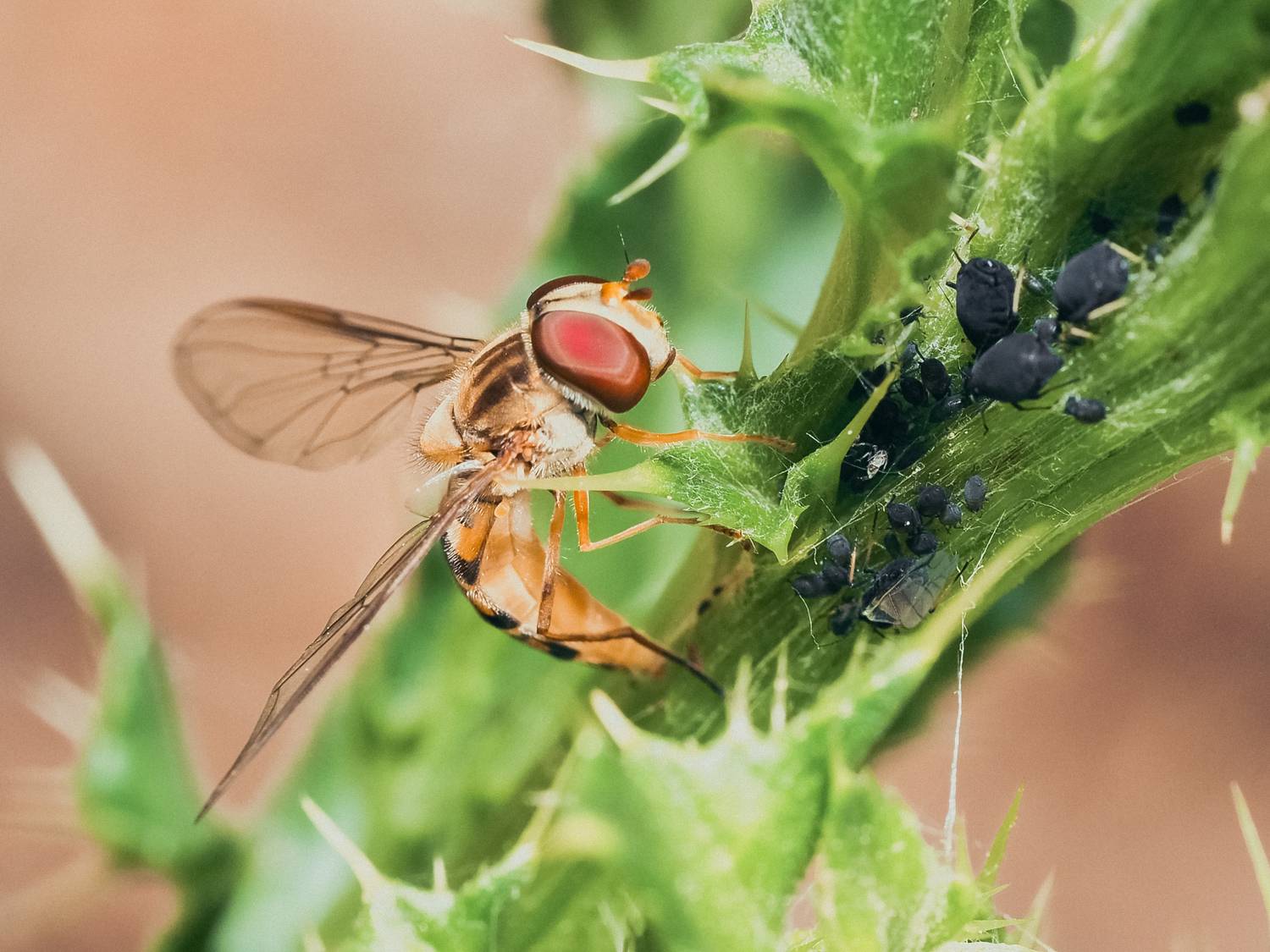 макро, журчалка, тля, насекомые, macro, fly, insects, Протченко Ирина