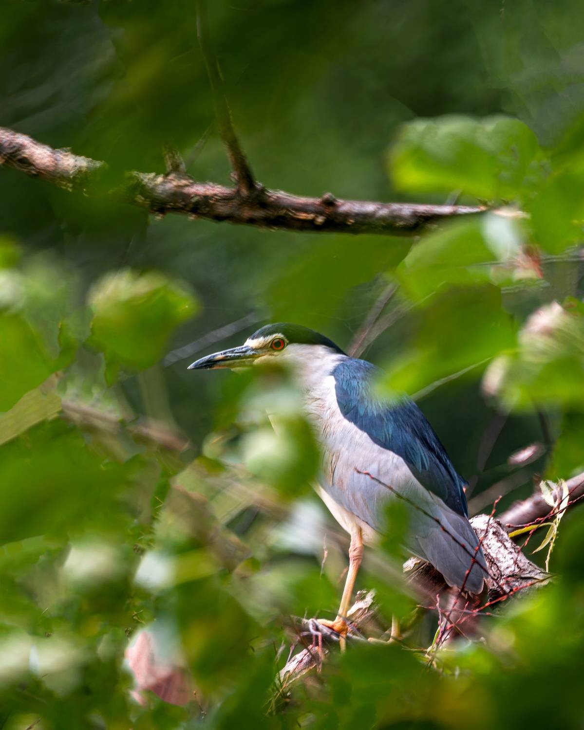 #кваква, Алексей Рыльский
