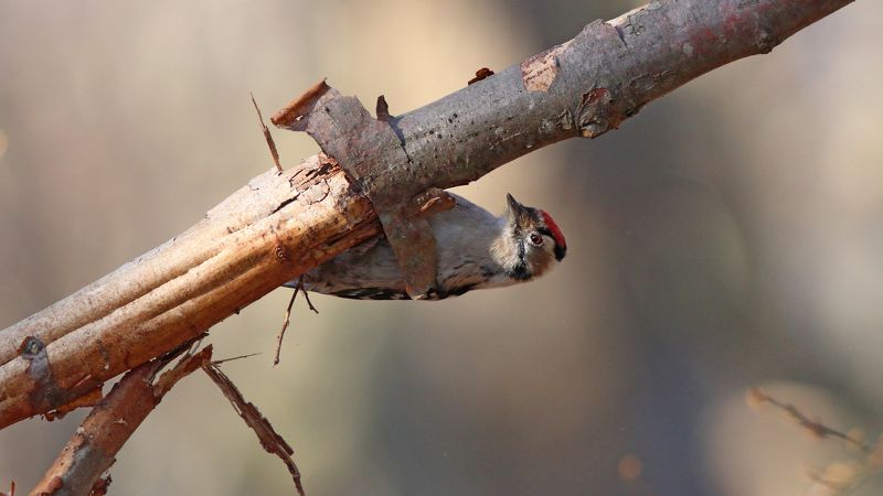 малый пёстрый дятел, дятел, dendrocopos minor, dendrocopos, lesser spotted woodpecker, woodpecker Нашёл то, что искал фото превью