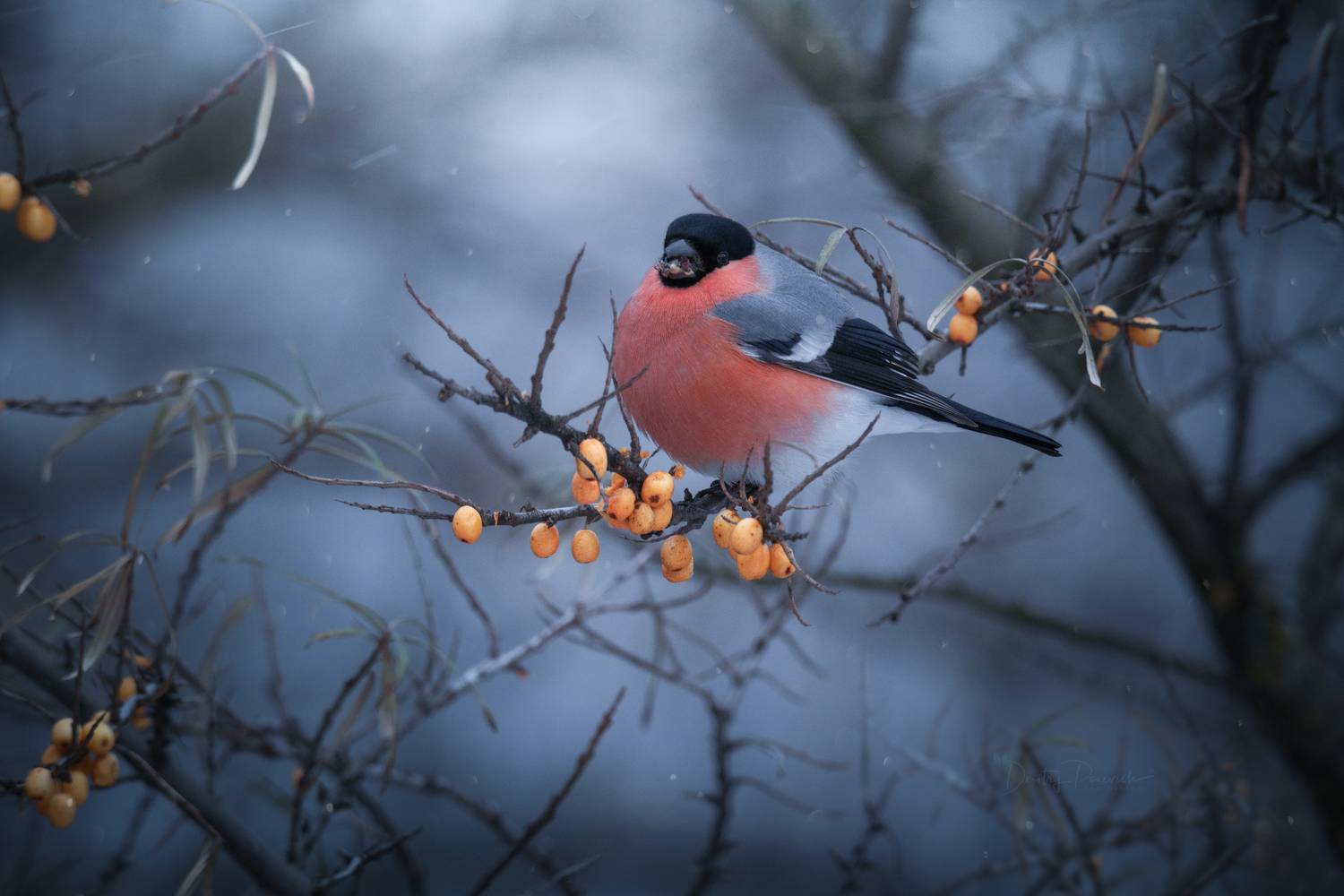 природа, лес, поля, огороды, животные, птицы, макро, Посевич Дмитрий