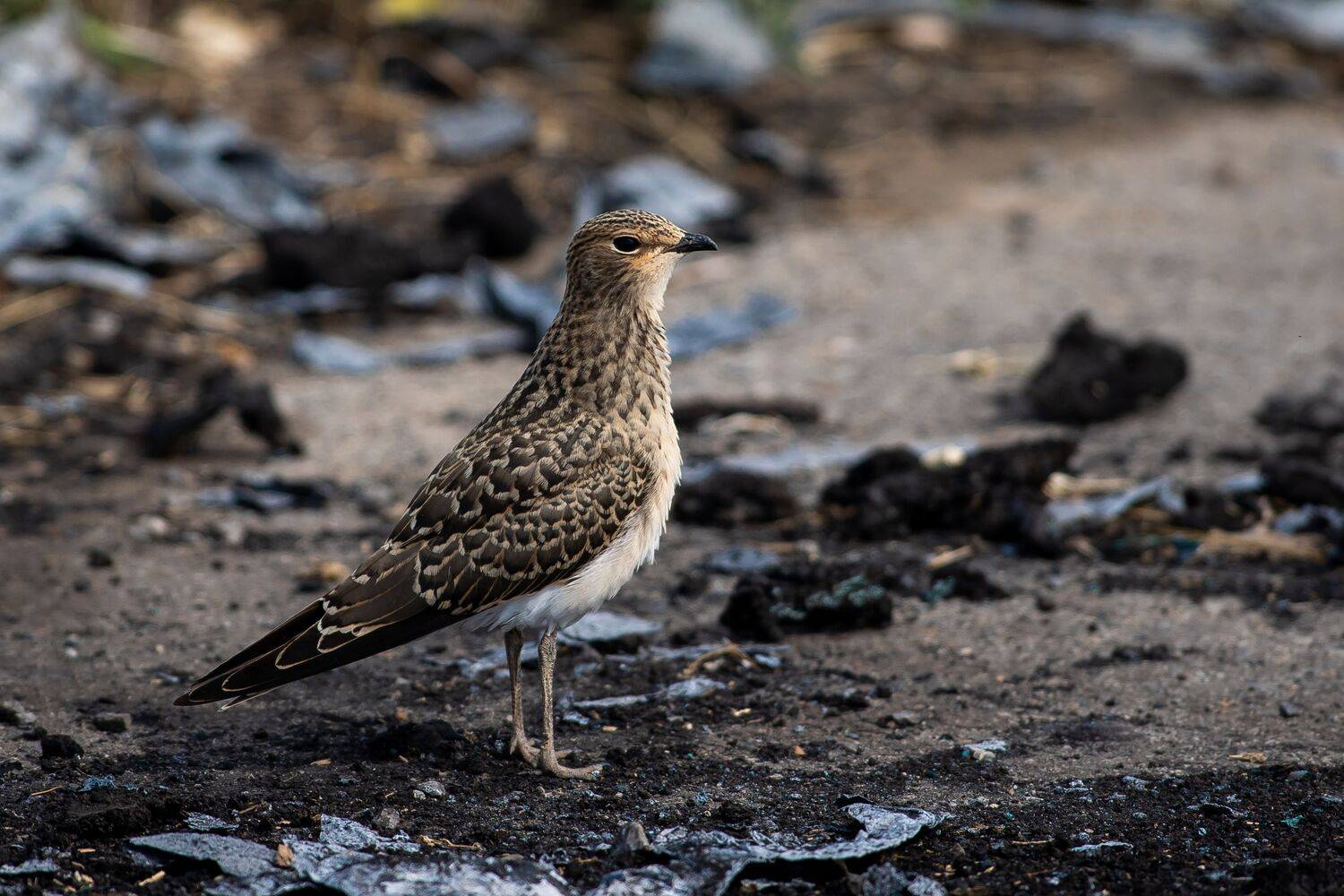 Glareola nordmanni, volgograd, russia, wildlife, bird, birds, birdswatching, , Сторчилов Павел