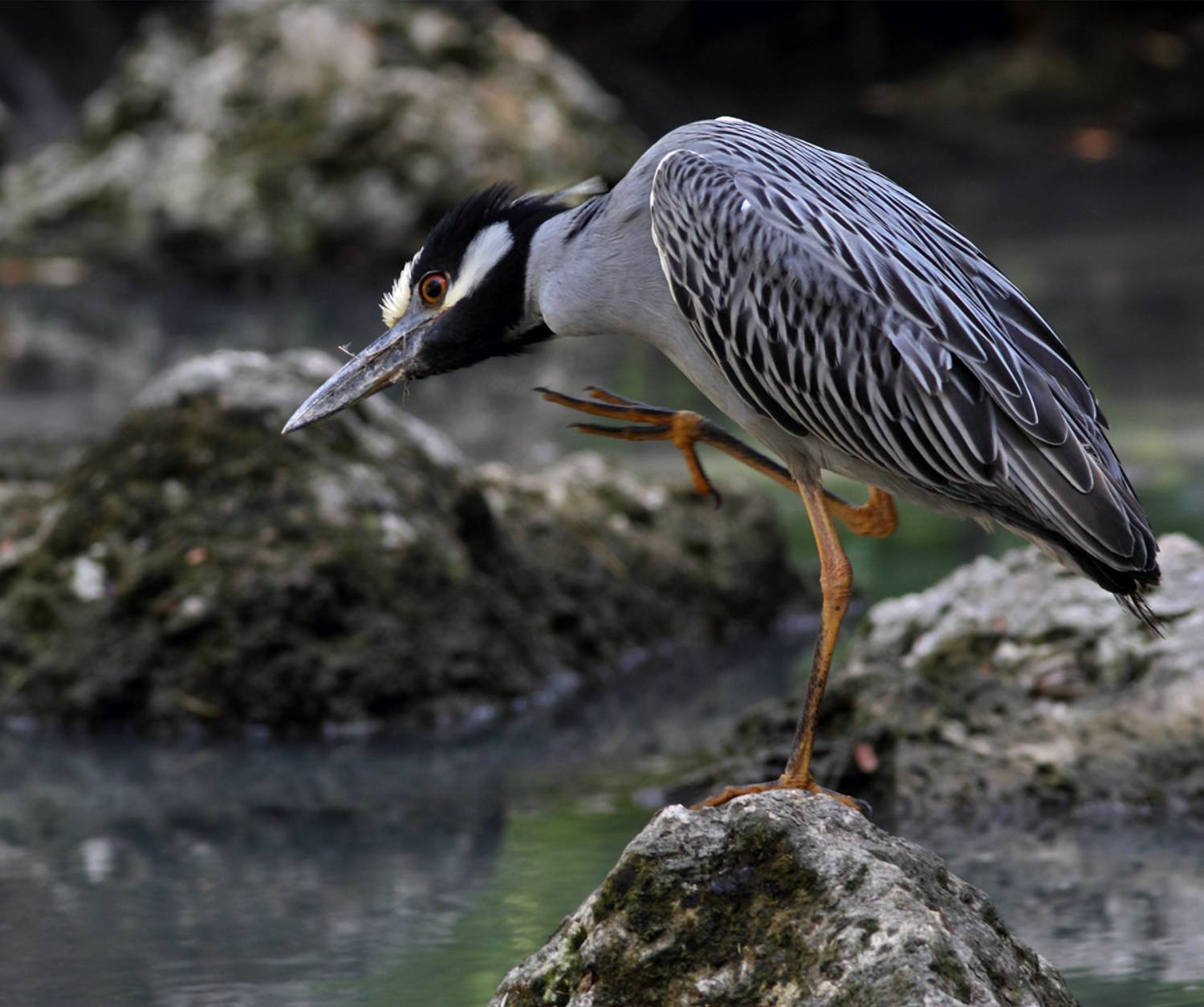 , Дмитрий Елисеев