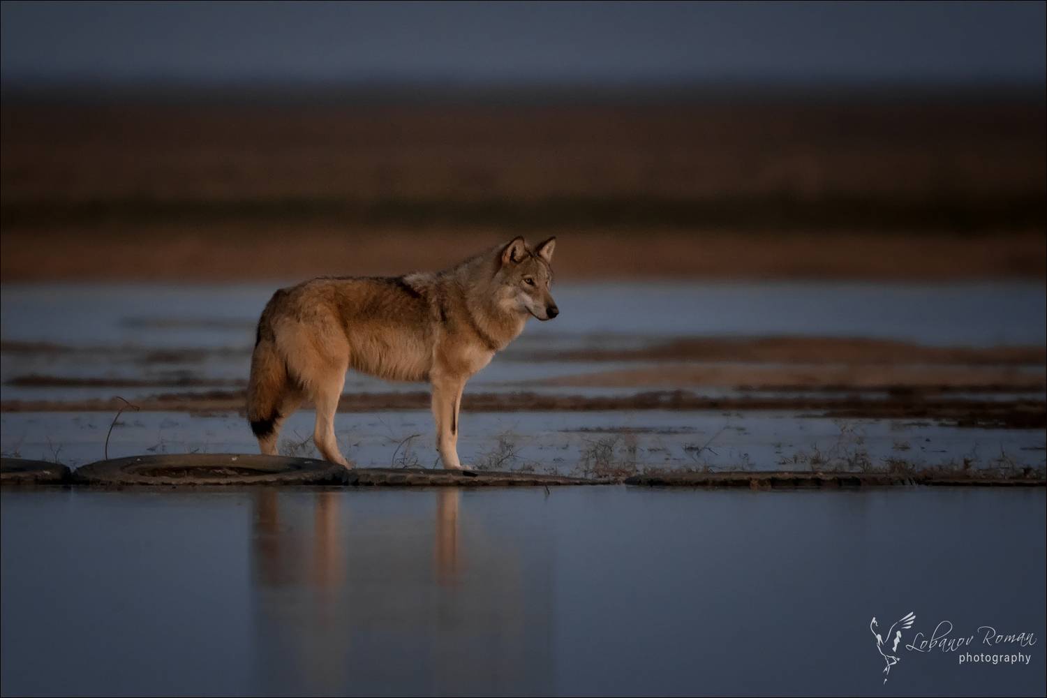 , Лобанов Роман