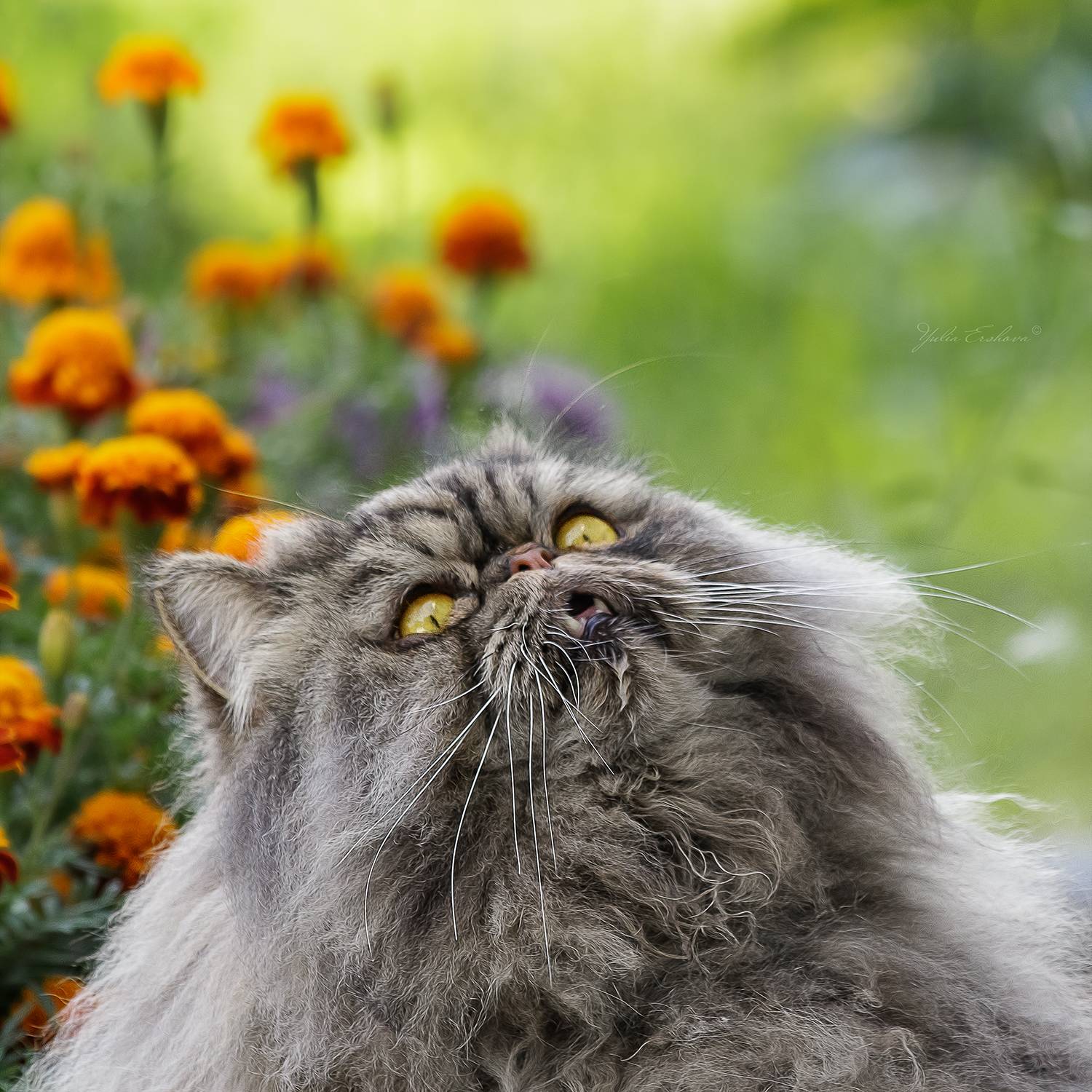 кот, Ершова Юлия