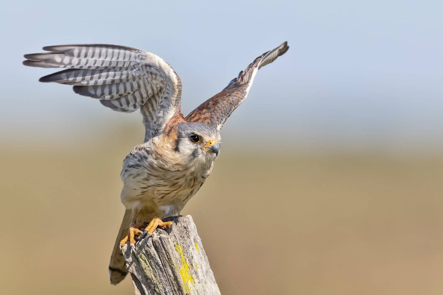 птицы, уругвай, Елена Давыдова