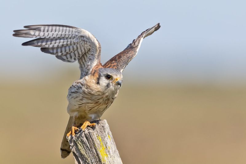 птицы, уругвай *** фото превью