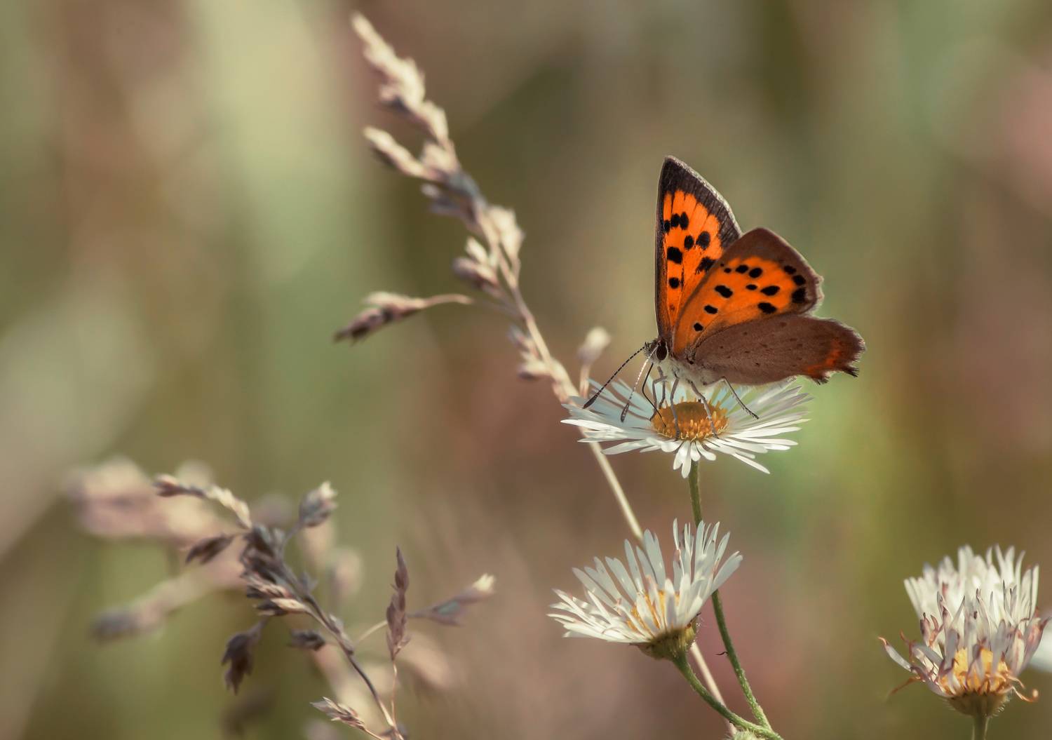 , Чепленко Алексей