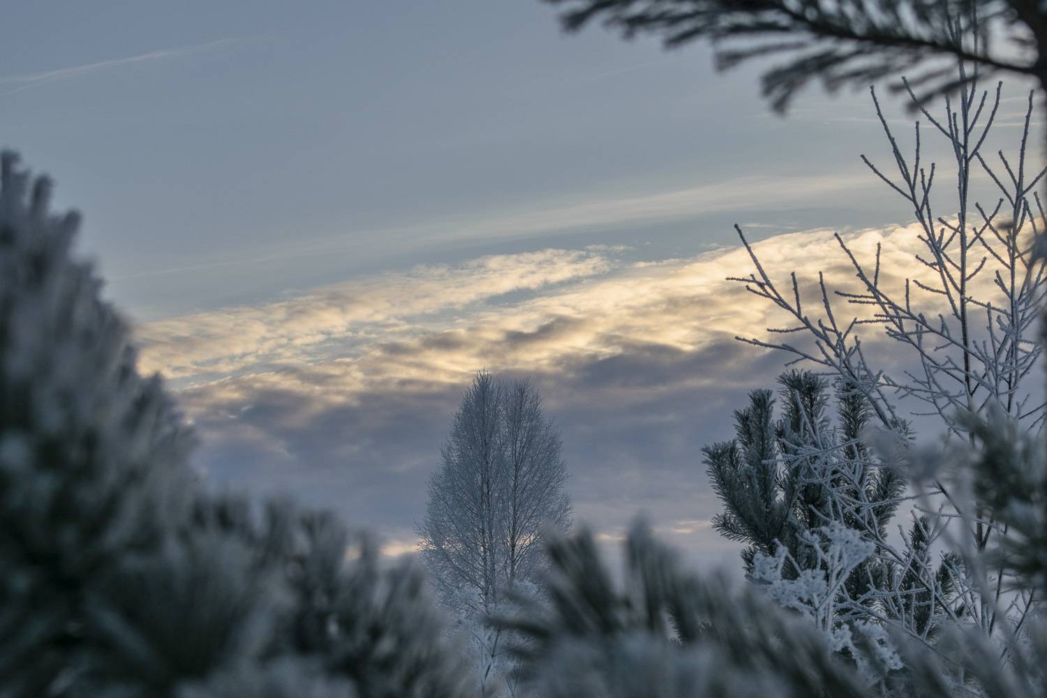 , Галина Луценко