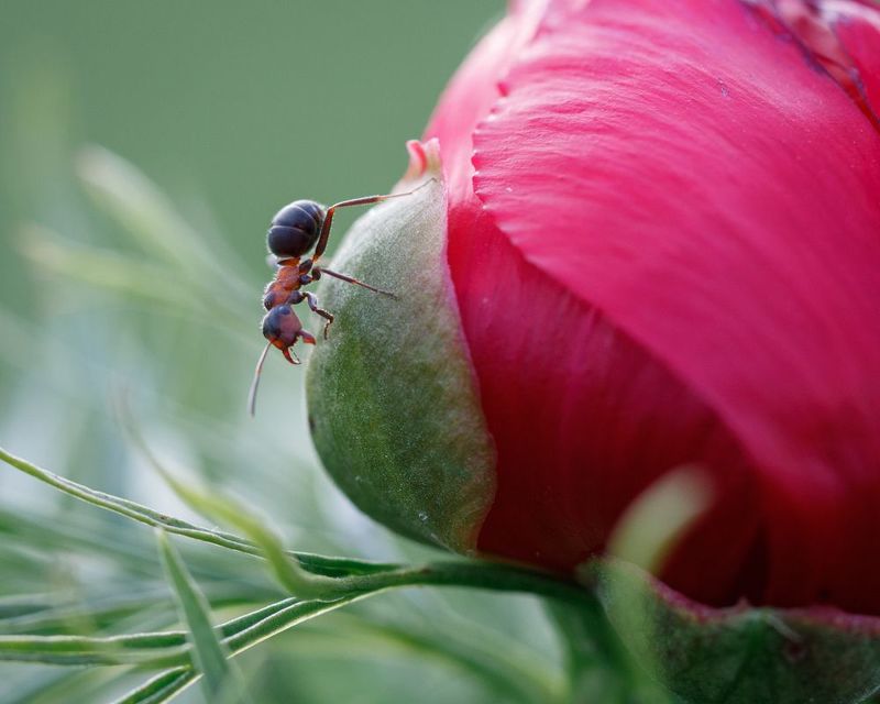 муравей, пион, насекомые, цветы, воронец Узколистный пион и храбрый муравей фото превью