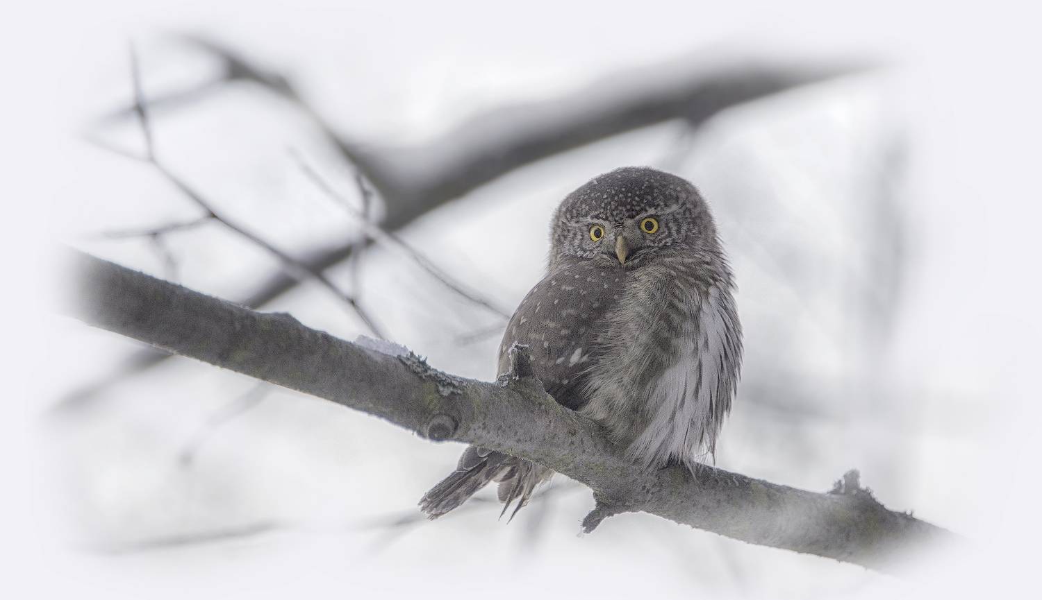 сычик, зима, Сергей Аникин