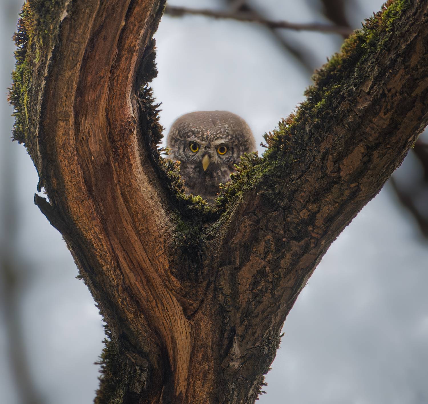 , Никон Александр