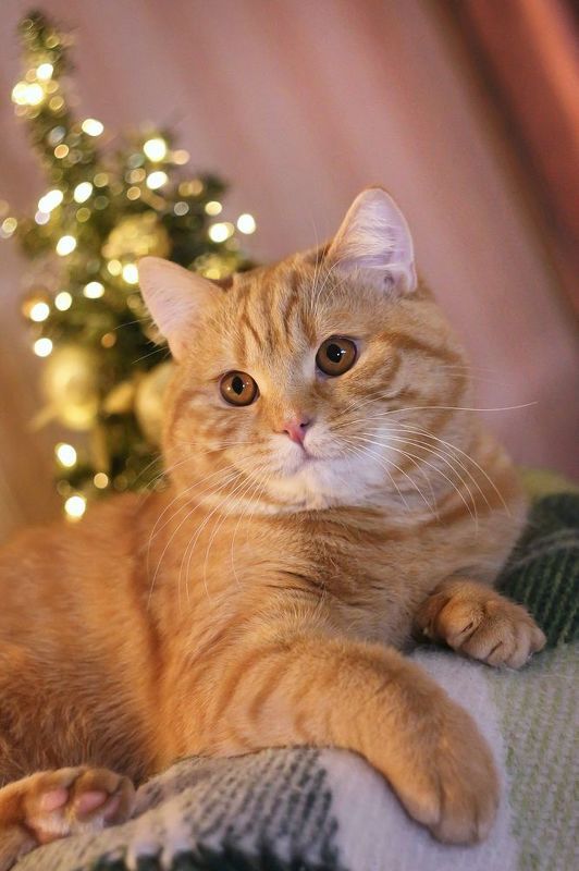 кот, елка, новый год, гелиос 44-3,беларусь С наступающим! фото превью