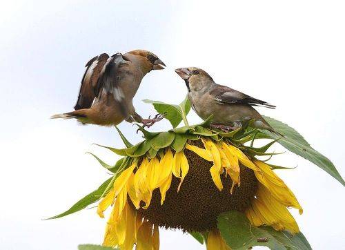 Hawfinch Кто главнее?