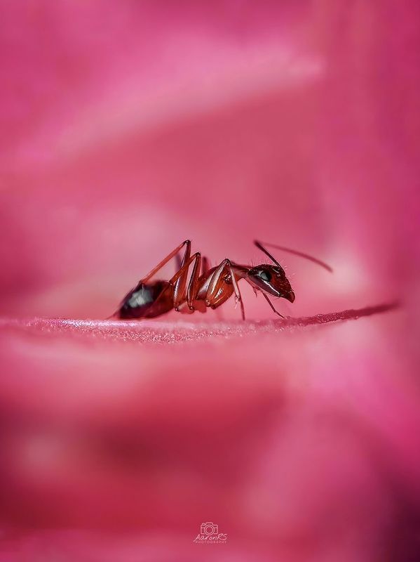 Macro фото превью